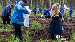 В городском бору Челябинска высадили более 6 с половиной тысяч молодых сосен
