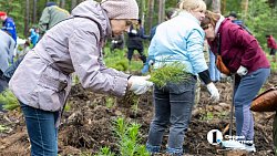 В городском бору Челябинска высадили более 6 с половиной тысяч молодых сосен