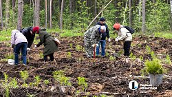 В городском бору Челябинска высадили более 6 с половиной тысяч молодых сосен