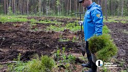 В городском бору Челябинска высадили более 6 с половиной тысяч молодых сосен