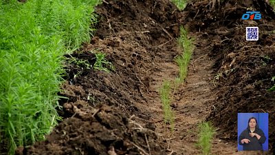 Челябинцы высадили деревья в память о погибших солдатах