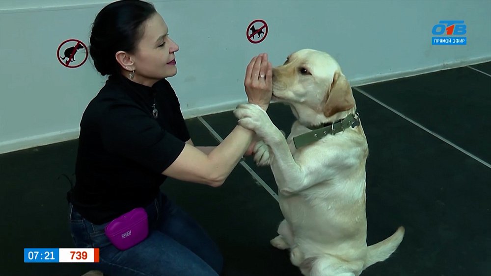 Тренировки по ноузворку в рубрике «Усы, лапы и хвост»