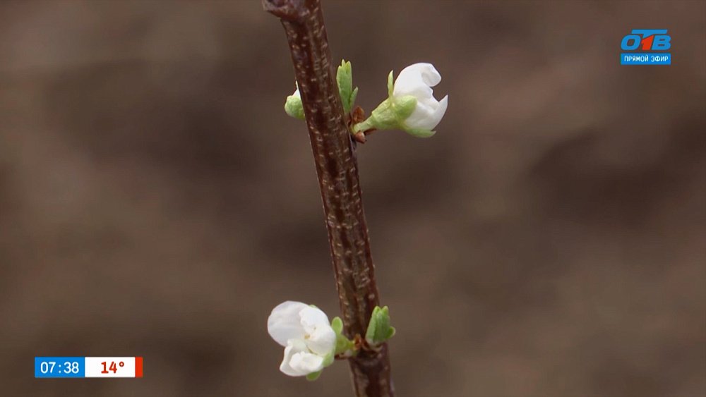 Сажаем сливу в рубрике «Руки садовода»
