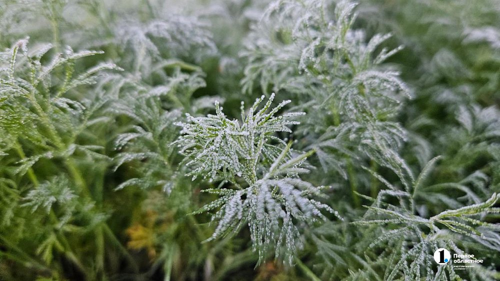 Штормовое предупреждение из‑за заморозков объявили в Челябинской области