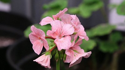 В Челябинске выращивают цветы на месте рекультивированной свалки