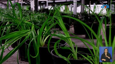 Петунии для улиц выращивают на месте свалки