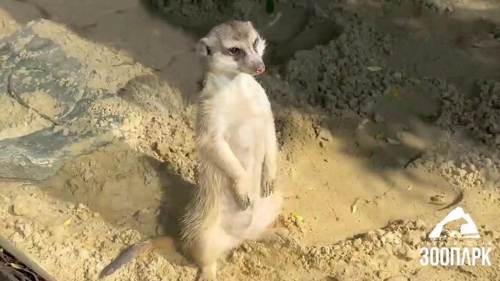 В Челябинском зоопарке сурикатов переселили в летние вольеры