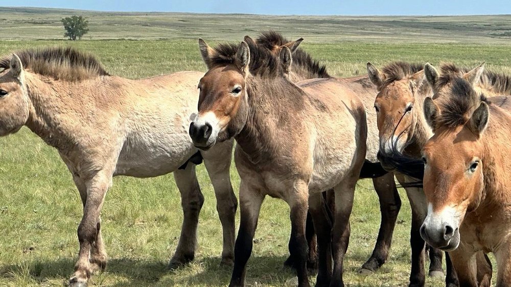 Челябинская область хочет участвовать в восстановлении популяции лошади Пржевальского