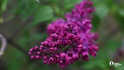 В Ботаническом саду ЧелГУ растет сирень из разных регионов планеты