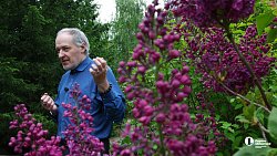 В Ботаническом саду ЧелГУ растет сирень из разных регионов планеты