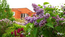 В Ботаническом саду ЧелГУ растет сирень из разных регионов планеты