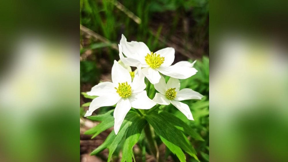 На Таганае раньше срока распустился краснокнижный цветок