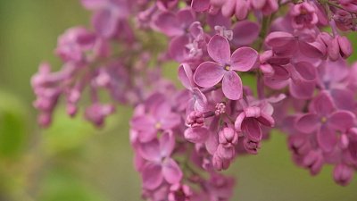 В ботаническом саду ЧелГУ цветет около 10 видов сирени