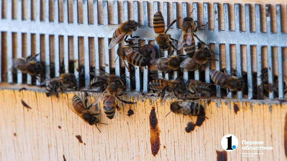 В Челябинской области стало больше пчел