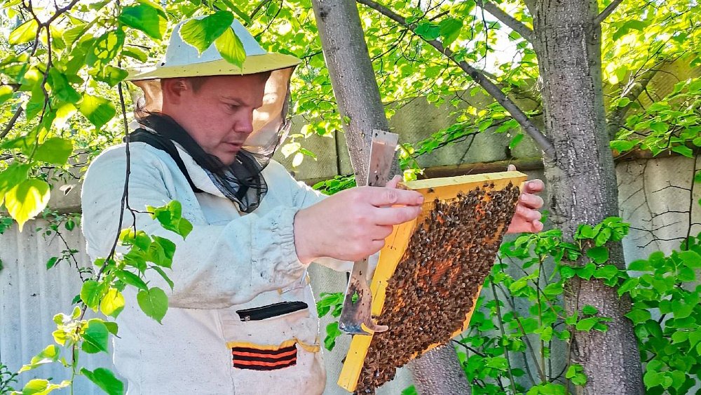 В Челябинской области пасечники строят апидомики для контакта людей с пчелами