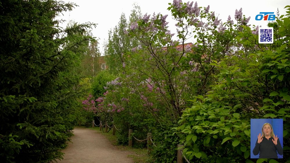 Букет сирени может вызвать головную боль и головокружение