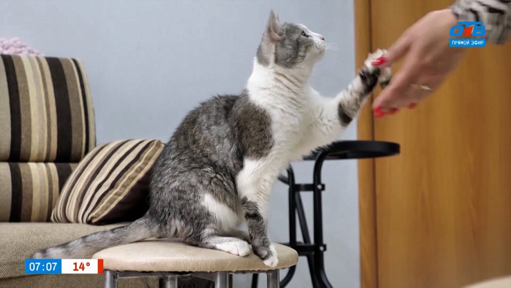 Дрессировка кошек в рубрике «Усы, лапы и хвост»