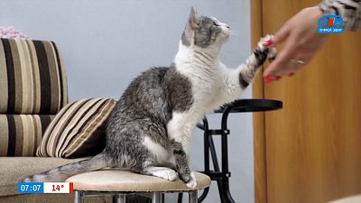 Дрессировка кошек в рубрике «Усы, лапы и хвост»