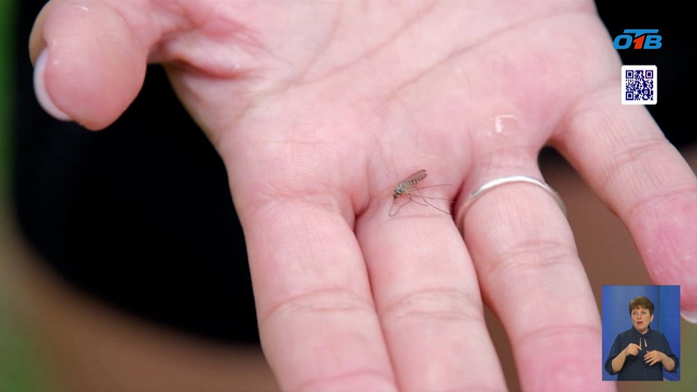 Южноуральцы жалуются на нашествие комаров