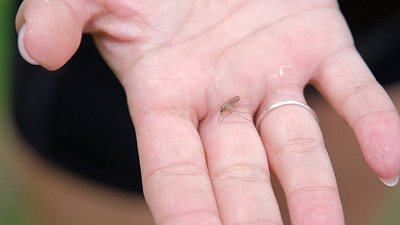 Жители Челябинской области жалуются на нашествие комаров