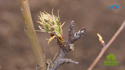 Растим южные сорта яблок и груш на Урале