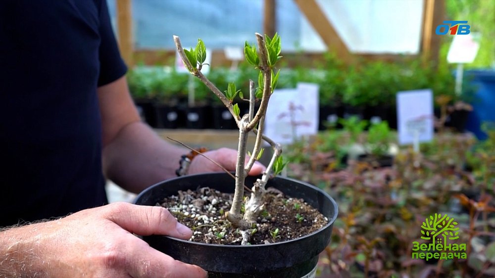 Выгонка гортензий: как добиться цветения