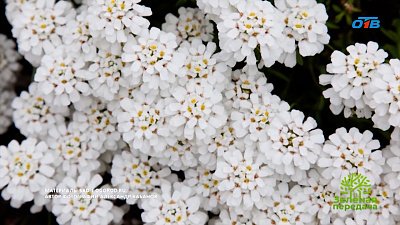 Эти цветы совершенно неприхотливые, но невероятно красивые