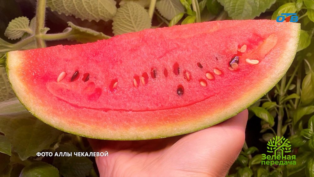 По-южному сладкие и сахарные арбузы на Урале
