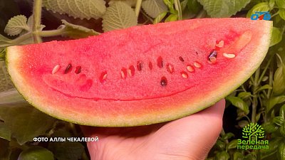 По-южному сладкие и сахарные арбузы на Урале