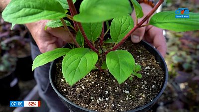 Гортензии могут цвести пораньше — в рубрике «Руки садовода»