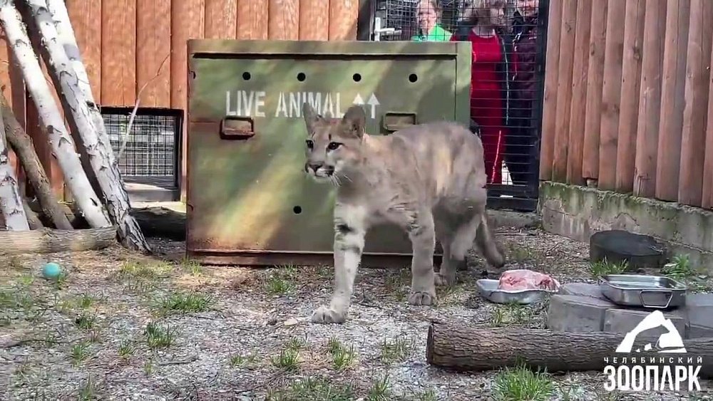 Новым обитателем Челябинского зоопарка стала 9‑месячная пума