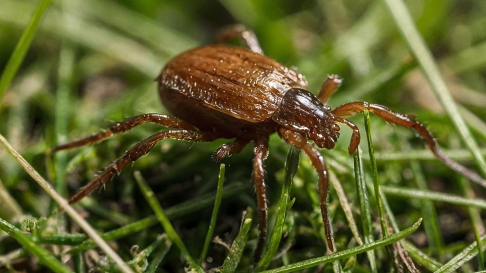В этих местах клещи чаще «ведут охоту» на человека