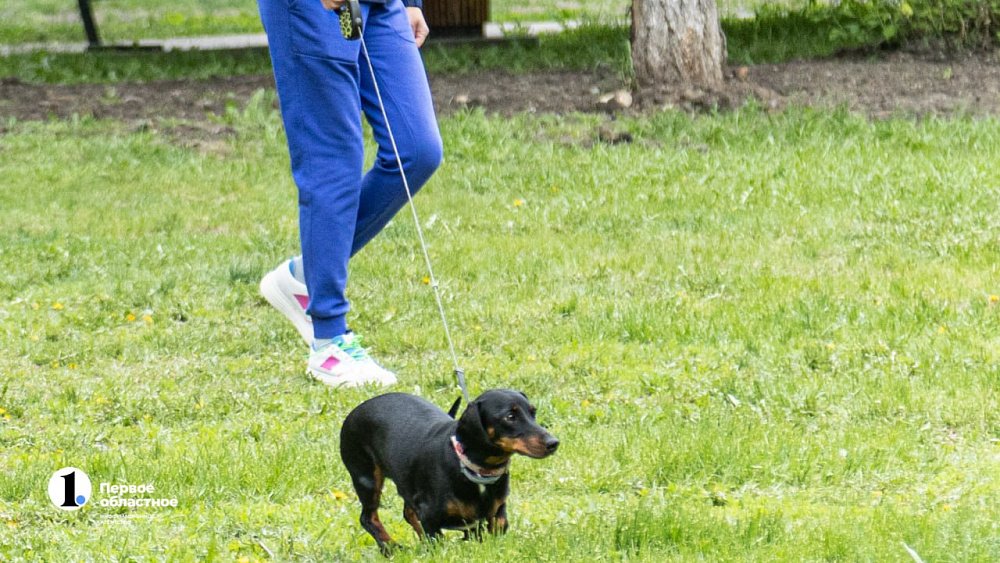 Безответственные владельцы собак в Челябинске: проблема выгула и необходимость ужесточения ответственности
