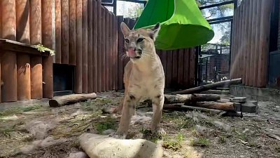 В Челябинском зоопарке поселилась пума Цера В Челябинском зоопарке поселилась пума Цера