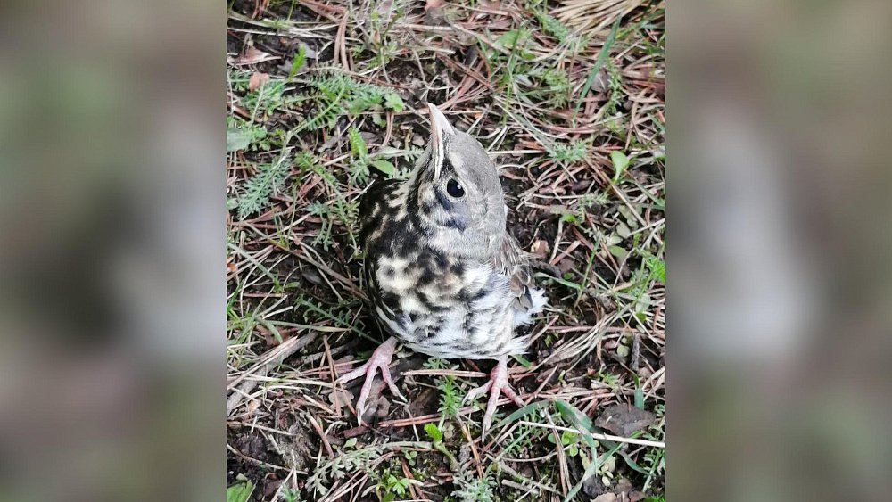 Посетителей Таганая призвали не трогать встающих на крыло птенцов