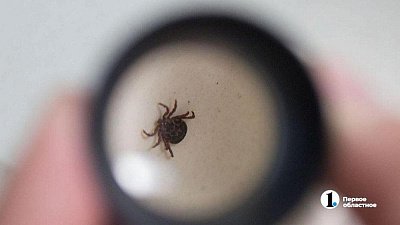 Челябинцу отказали в иммуноглобулине по программе «Антиклещ»