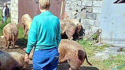 В Сатке пожарные спасли из горящих гаражей шесть свиней