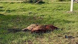 В Кунашакском районе оборвавшийся провод высокого напряжения убил пять овец