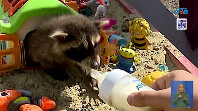 В Григорьевских садах появились лисы и енот