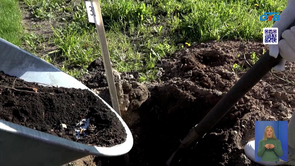 В Снежинске высадили яблоневую аллею