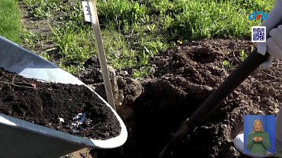 В Снежинске высадили яблоневую аллею