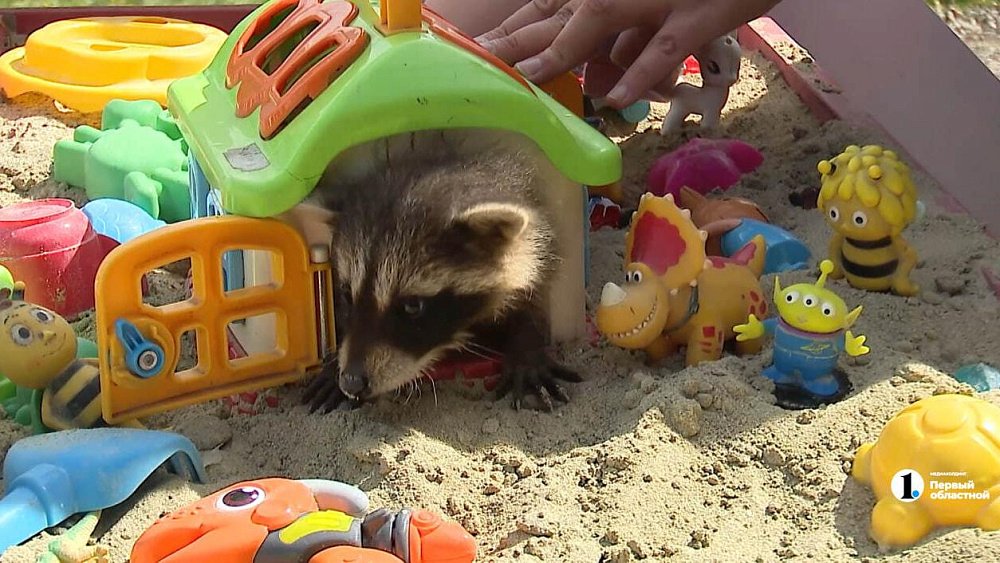 Лисы и енот поселились в «Григорьевских садах» в Челябинской области