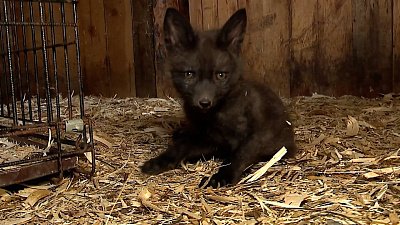 В «Григорьевских садах» появились новые питомцы