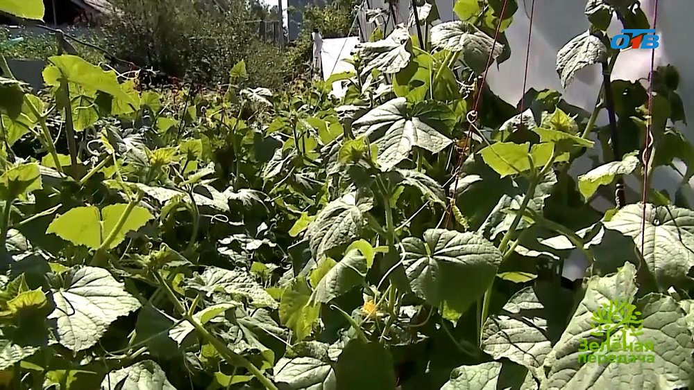 Садовод Галина Абакумова поделилась своим способом посадки огурцов