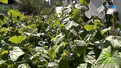 Садовод Галина Абакумова поделилась своим способом посадки огурцов