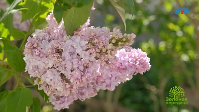 В «Зеленой передаче» показали уникальные сорта сирени