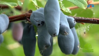 Все о том, как выбрать и вырастить жимолость