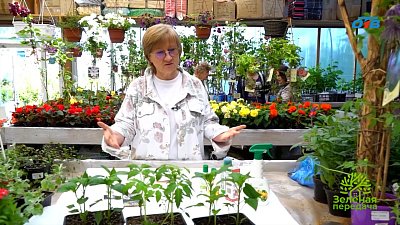 Что делать, чтобы растения не стрессовали?