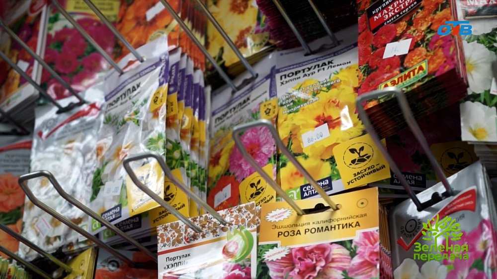 Цветы, которые можно сеять прямо на клумбу