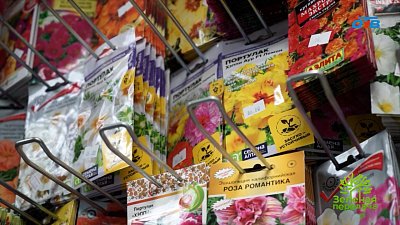 Цветы, которые можно сеять прямо на клумбу